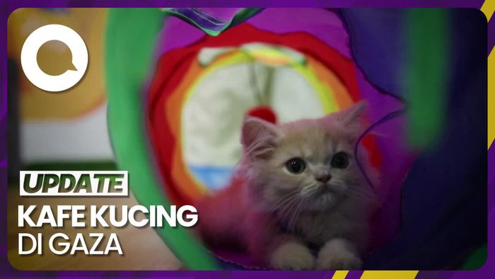Intip Keseruan Kafe Kucing Pertama di Gaza, Oase di Tanah Konflik