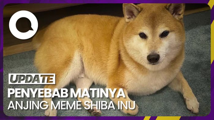 Anjing Meme Shiba Inu yang Viral Mati Karena Kanker