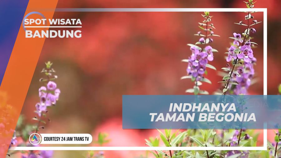 Mengunjungi Warna-warni Cantik Bunga yang Bermekaran di Taman Begonia, Bandung