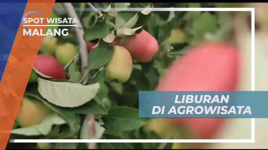 Mencoba Wisata Petik Buah Apel di Agrowisata Kota Batu
