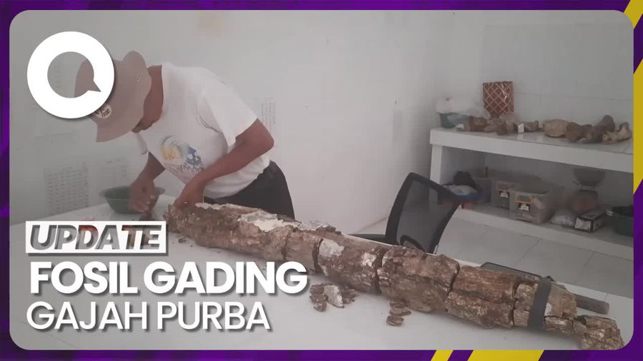 Warga Kudus Temukan Fosil Gading Gajah Purba
