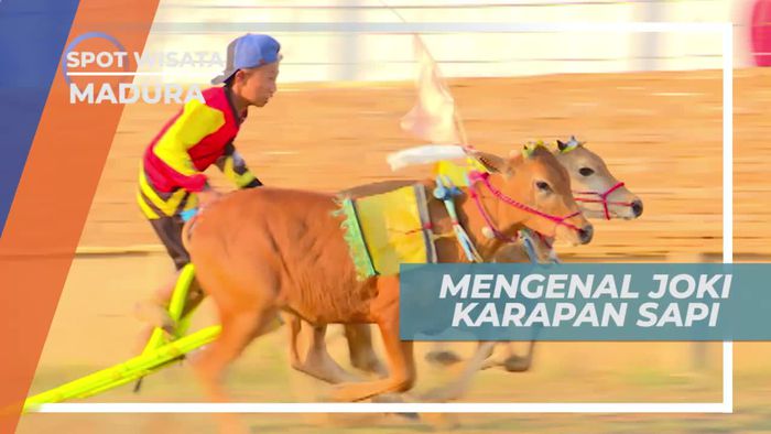 Berkenalan Dengan Joki Karapan Sapi Madura