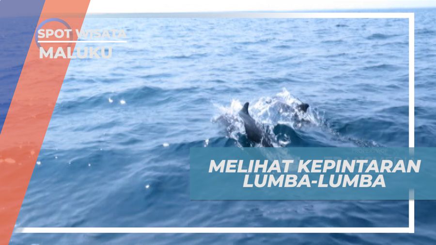 Pengalaman Berharga Melihat Koloni Lumba-lumba di Laut Lepas, Maluku