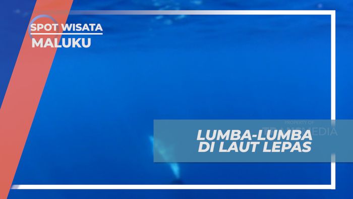 Senangnya Melihat Atraksi Kawanan Lumba-lumba di Tengah Laut, Maluku