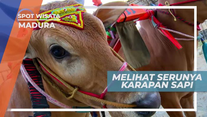 Melihat Keseruan Karapan Sapi Madura