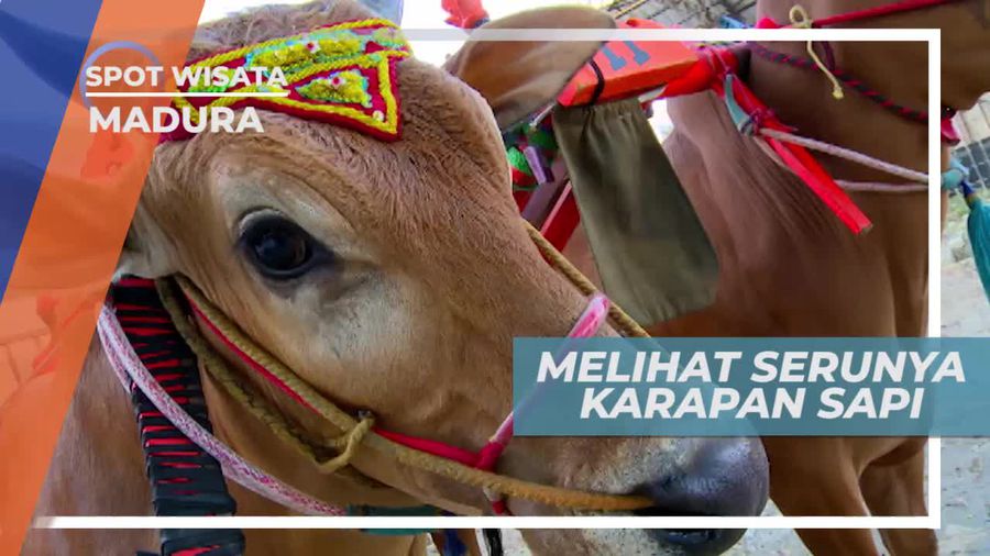 Melihat Keseruan Karapan Sapi Madura