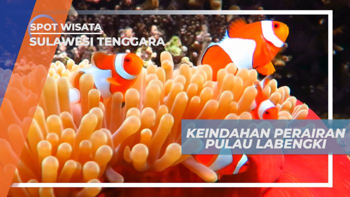 Indahnya Beragam Biota Bawah Laut Pulau Lebengki yang Memukau, Sulawesi Tenggara