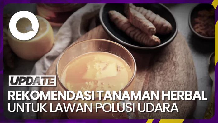 Melawan Dampak Negatif Polusi Udara dengan Tanaman Herbal