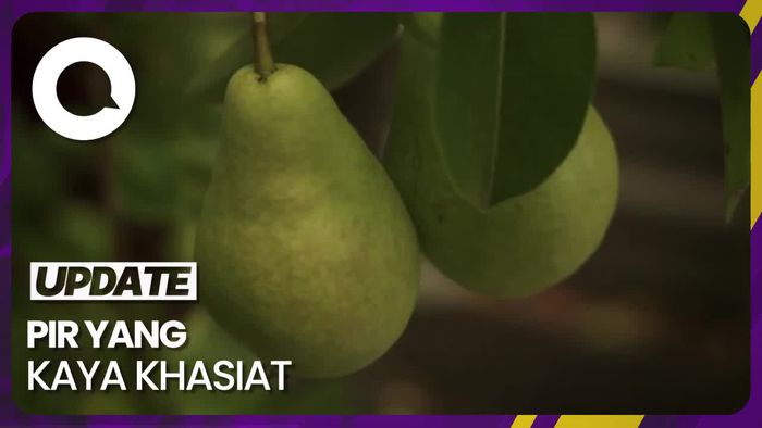 Segudang Khasiat Pir untuk Atasi Batuk Akibat Polusi Udara