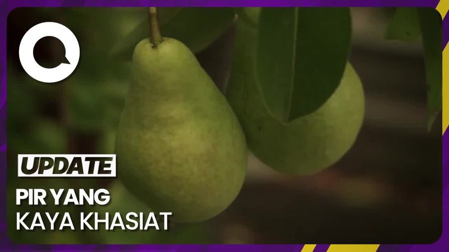 Segudang Khasiat Pir untuk Atasi Batuk Akibat Polusi Udara