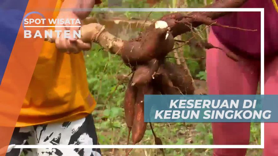 Momen Seru Bermain Bersama di Kebun Singkong Banten
