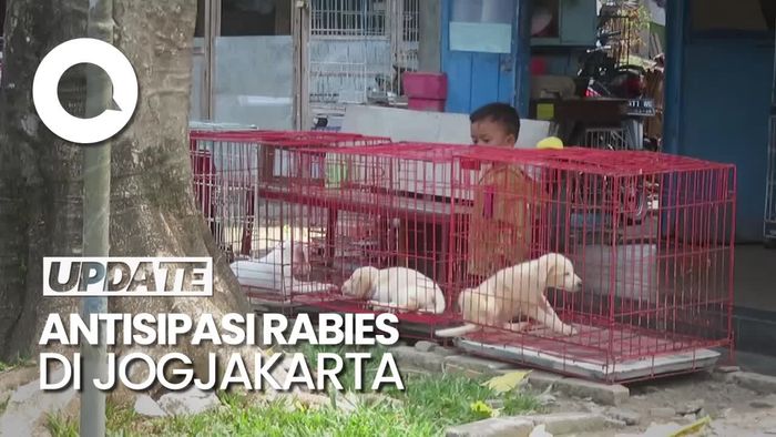Pemkot Jogja Terima Laporan 28 Warganya Digigit Anjing dan Kucing