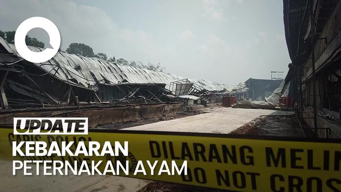Kebakaran Peteranakan Ayam di Majalengka, Ratusan Ribu Ayam Terpanggang