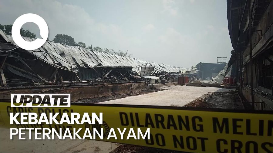 Kebakaran Peteranakan Ayam di Majalengka, Ratusan Ribu Ayam Terpanggang