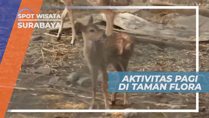 Awali Hari, Berakitivitas Pagi di Taman Flora Kota Pahlawan, Surabaya