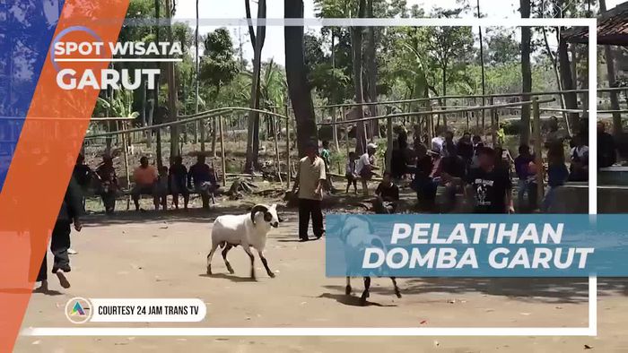 Melihat Dari Dekat Pelatihan Domba Garut