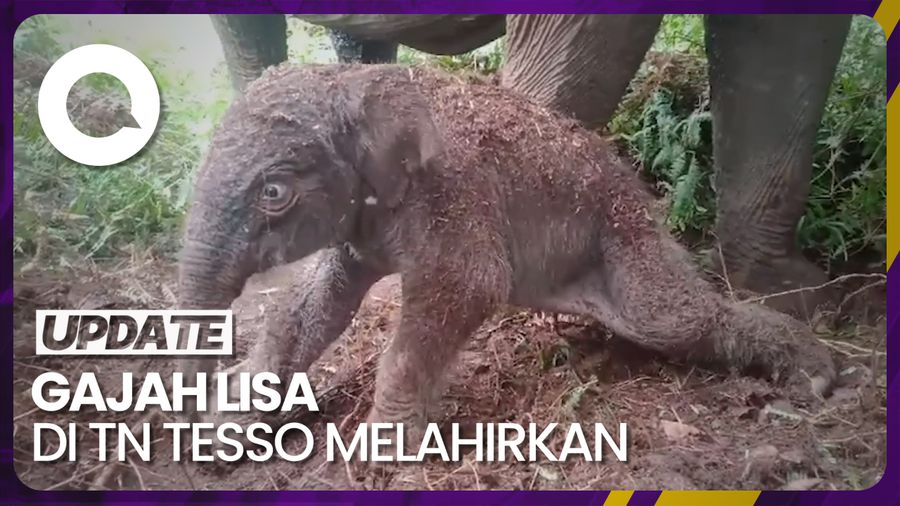 Kabar Bahagia! Bayi Gajah Sumatera Lahir di TN Tesso Nilo