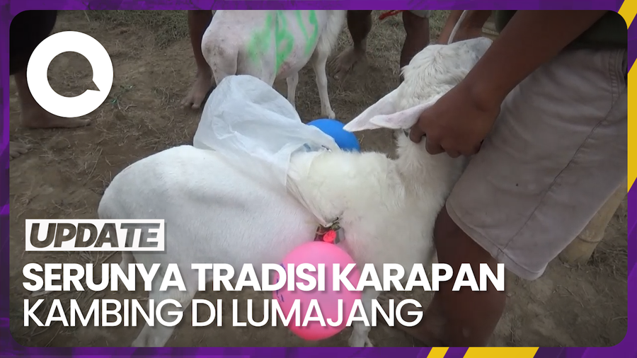Melihat Meriahnya Tradisi Karapan Kambing di Lumajang