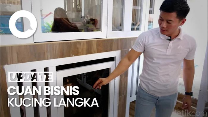 Raup Cuan dari Bisnis Kucing Langka, Harga Tembus Rp 150 Juta/Ekor