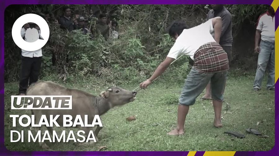 Melihat Ritual Tolak Bala di Mamasa Gegara Ada Ayah Hamili Anaknya