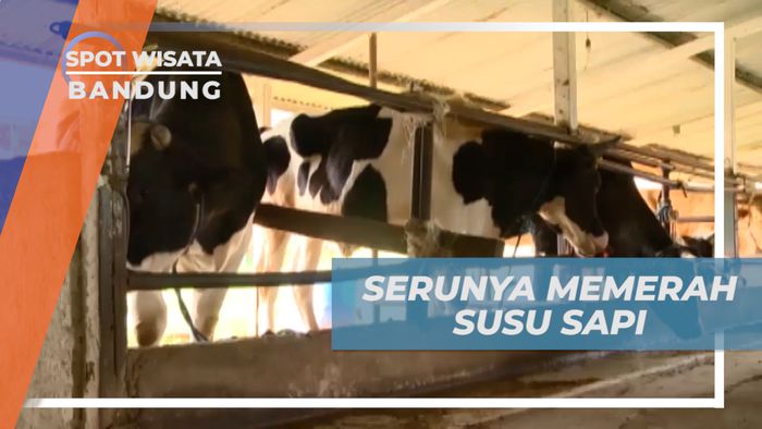 Momen Seru Memerah Susu Sapi di Lembang Bandung