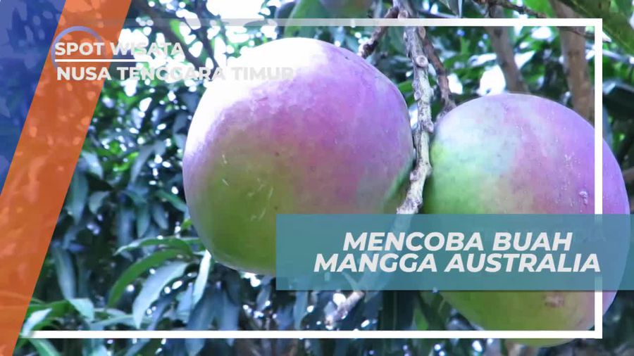 Mencicipi Buah Mangga Australia di Nusa Tenggara Timur