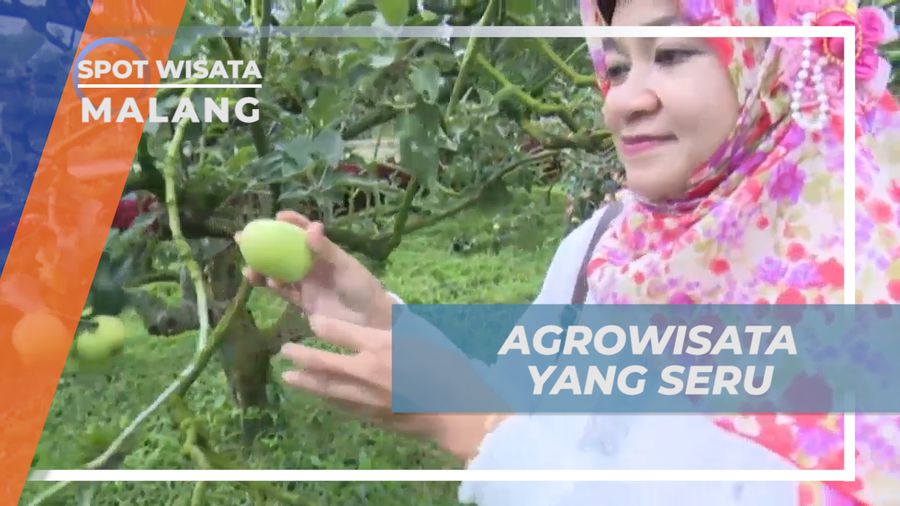 Senangnya Berburu Buah Apel Langsung dari Pohonnnya di Agrowisata Kota Batu