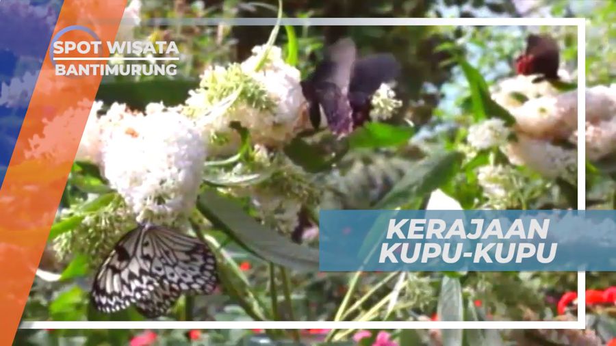 Mengunjungi Kerajaan Kupu-kupu di Taman Nasional Sulawesi Selatan, Bantimurung