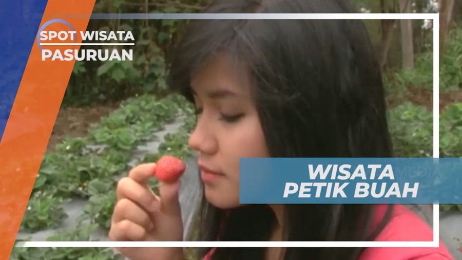 Senangnya Berswisata Petik Buah di Kaki Gunung Bromo, Pasuruan