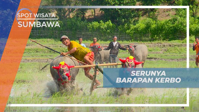 Barapan Kerbo, Adu Balap Kerbau di Sawah Basah Ala Sumbawa