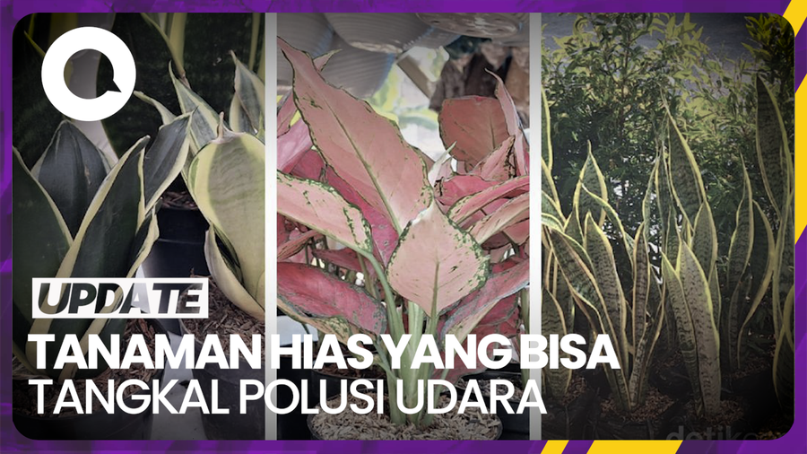 Deretan Tanaman Hias Ini Bisa Bantu Tangkal Polusi Udara