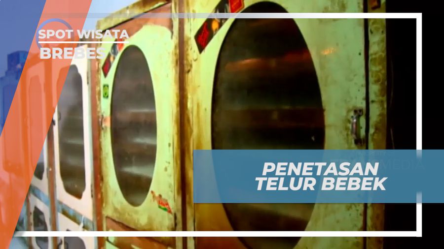 Melihat Proses Penetasan Telur Bebek di Peternakan, Brebes