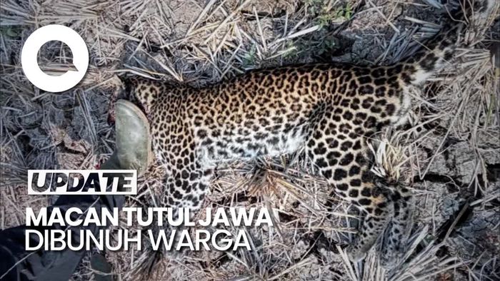 Cerita Warga Sukabumi Terpaksa Bunuh Macan Tutul Jawa Gegara Terancam