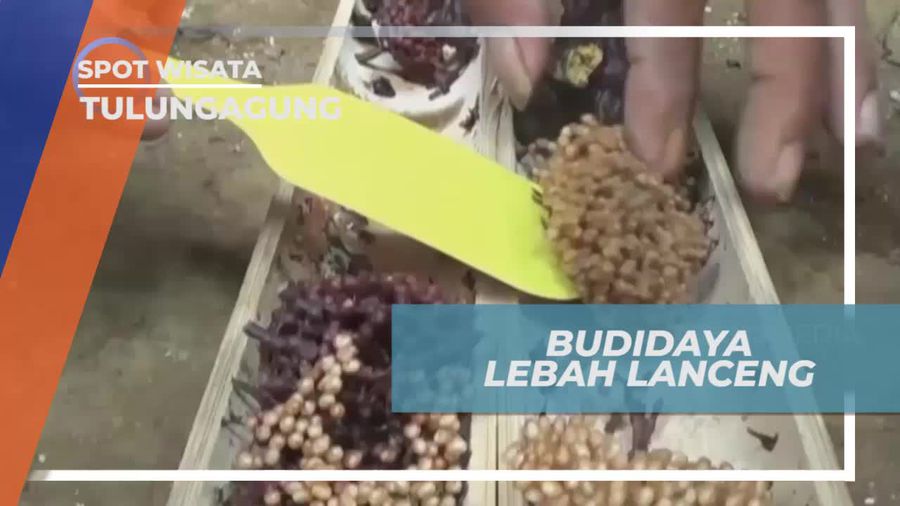 Melihat Dari Dekat Budidaya Madu Lanceng di Tulungagung