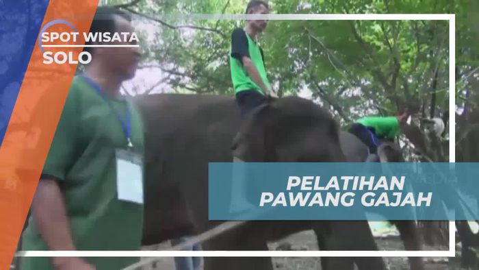 Melihat Dari Dekat Pelatihan Gajah Oleh Sang Pawang, Solo
