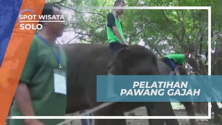 Melihat Dari Dekat Pelatihan Gajah Oleh Sang Pawang, Solo