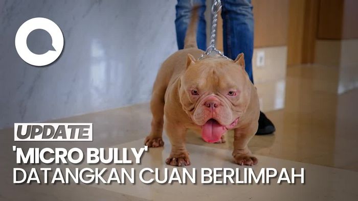 Raup Ratusan Juta Per Bulan dari Bisnis Anjing Micro Bully