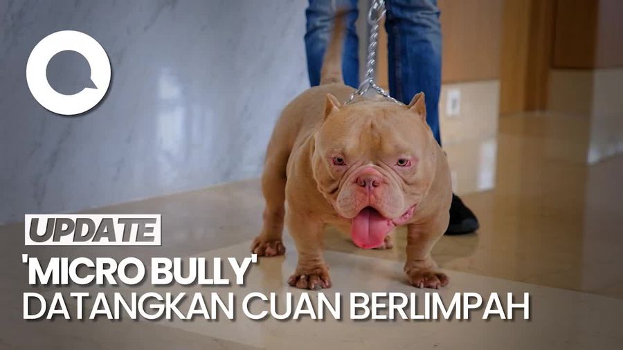 Raup Ratusan Juta Per Bulan dari Bisnis Anjing Micro Bully