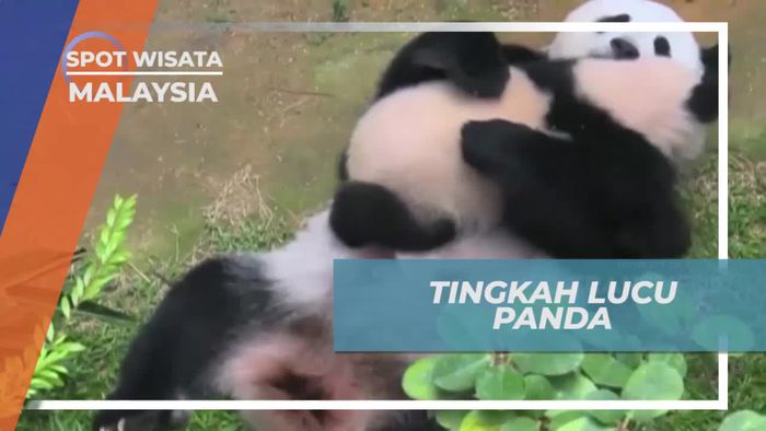 Merawat Keluarga Panda Di Kebun Binatang Nasional Malaysia