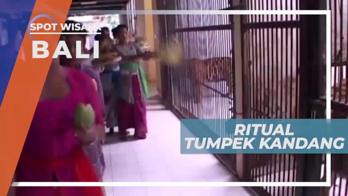 Melihat Aneka Satwa di Ritual Tumpek Kandang Denpasar Bali