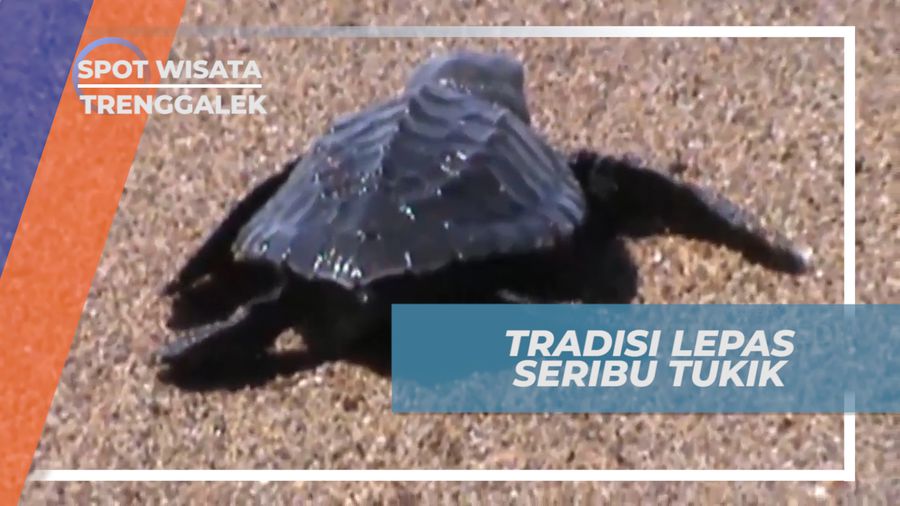 Meriahnya Tradisi Ucul-ucul, Tradisi Melepas Seribu Tukik Kembali ke Alam Bebas, Trenggalek