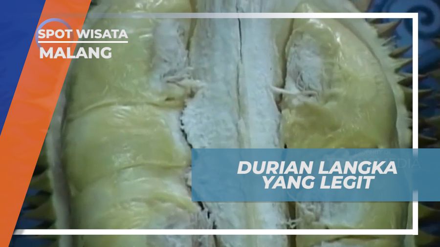 Durian Gipat, Si Manis Legit Menggigit dari Lereng Gunung Kelud, Malang