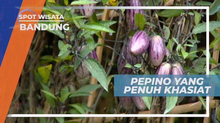 Pepino, Si Mungil dari Pegunungan Andes yang Kaya Manfaat dan Khasiat, Bandung
