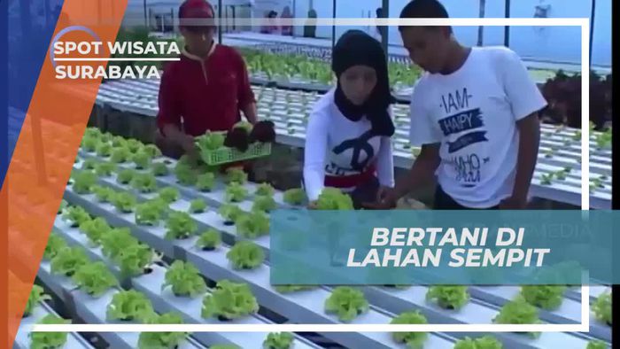 Hidroponik Farm, Metode Bertani Alternatif di Lahan Sempit, Surabaya