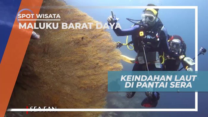 Menikmati Panorama Keindahan Bawah Laut Pantai Sera, Maluku Barat Daya