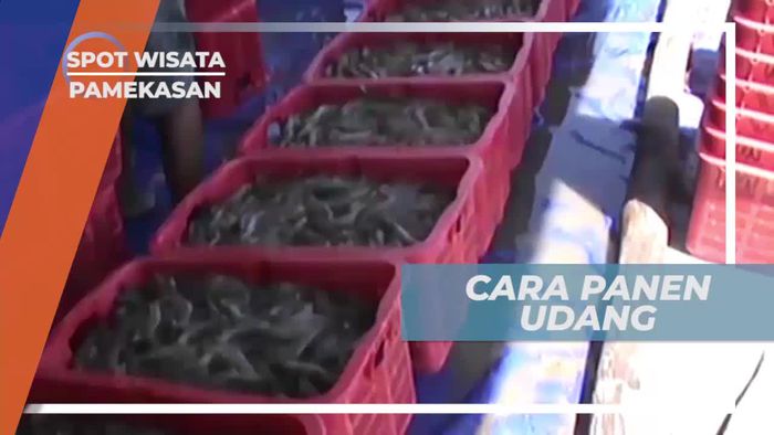 Melihat Budidaya Udang di Pamekasan
