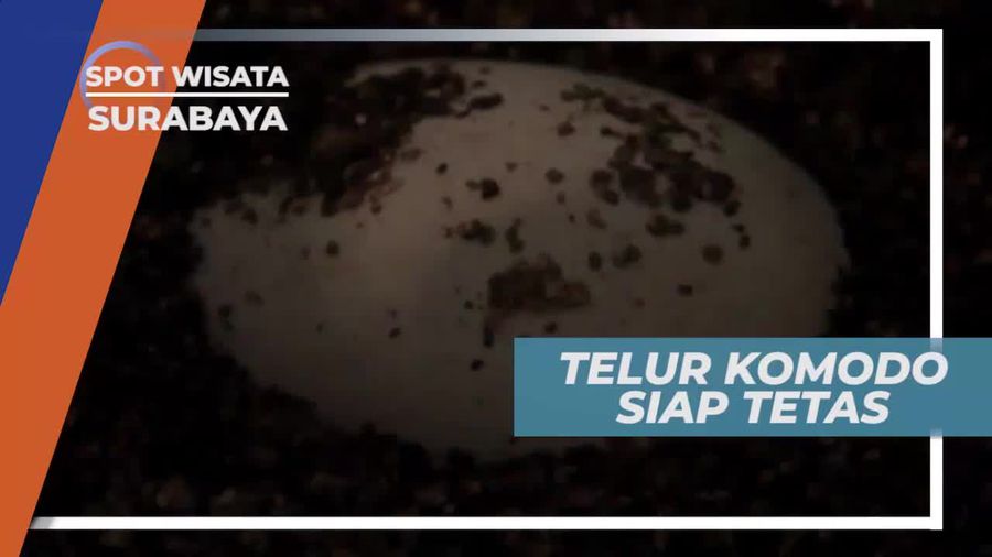 Melihat Dari Dekat Telur Komodo di Kebun Binatang Surabaya