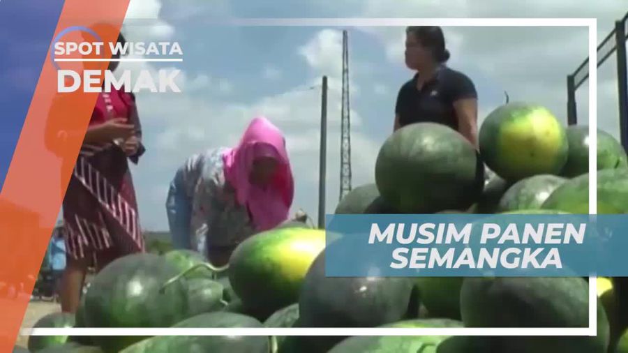 Panen Semangka atau Tembikai di Demak