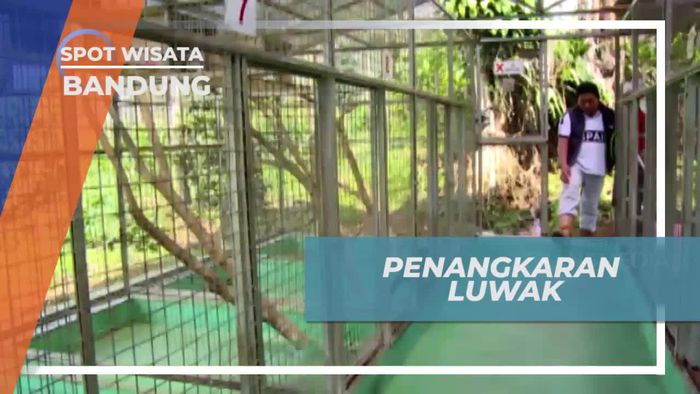 Berkunjung ke Tempat Penangkaran Luwak di Bandung