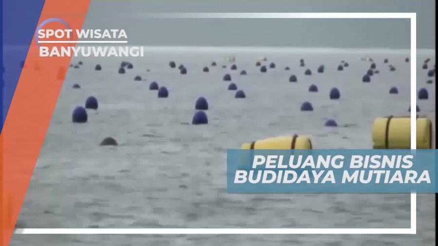 Berkunjung ke Tempat Budidaya Kerang, Peluang Bisnis Mutiara Banyuwangi